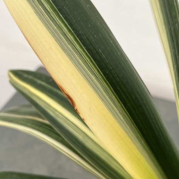 クンシラン：黄花クンシラン斑入り5号鉢植え