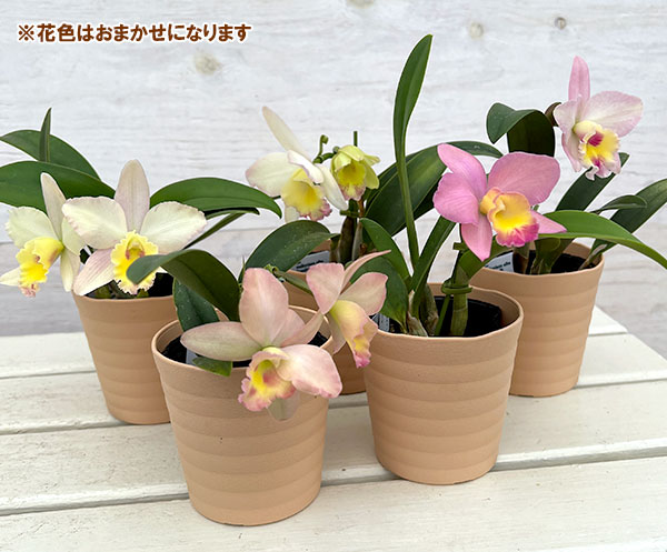 ミニカトレア(カトレヤ):ビューフォート花色おまかせ 3.5号鉢植え