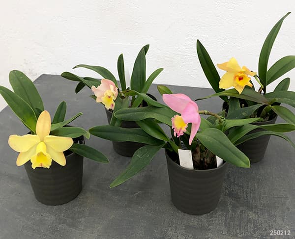 ミニカトレア(カトレヤ):ビューフォート花色おまかせ 3.5号鉢植え