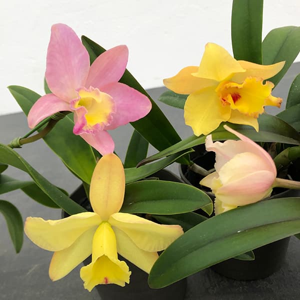 ミニカトレア(カトレヤ):ビューフォート花色おまかせ 3.5号鉢植え