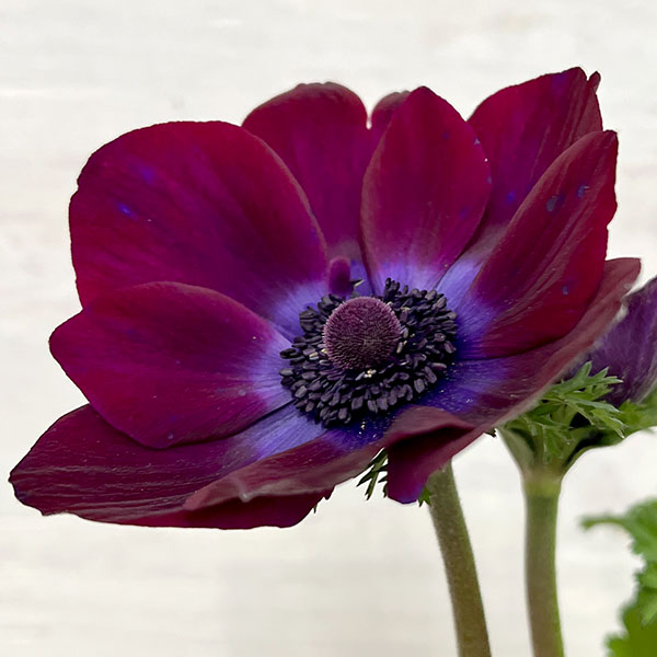 園芸ネット本店｜アネモネ：ファネモスルージュ3.5号ポット の通販【公式】