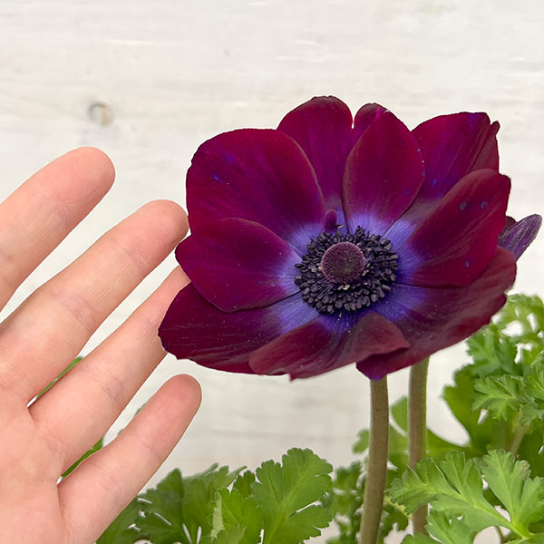 園芸ネット本店｜アネモネ：ファネモスルージュ3.5号ポット の通販【公式】