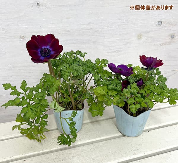 園芸ネット本店｜アネモネ：ファネモスルージュ3.5号ポット の通販【公式】
