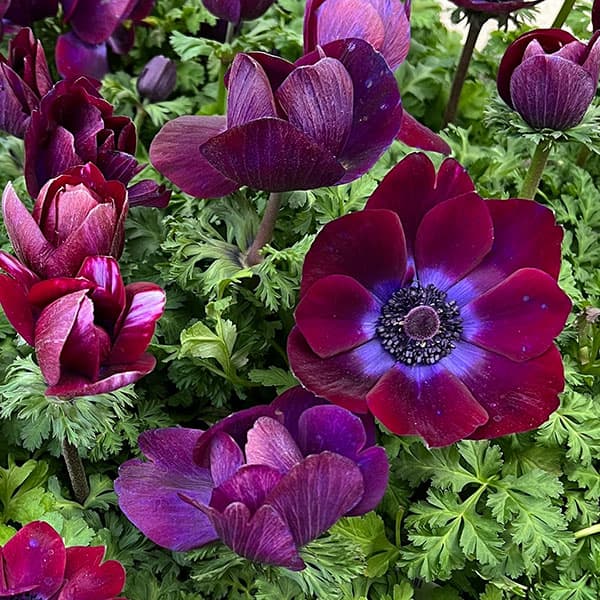 園芸ネット本店｜アネモネ：ファネモスルージュ3.5号ポット の通販【公式】