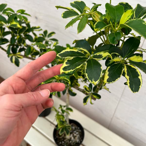 園芸ネット本店｜シェフレラ：sp斑入り 5号鉢植え の通販【公式】