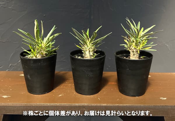 園芸ネット本店｜パキポディウム：グラキリス 2.5号（実生苗） の通販