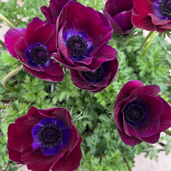 アネモネ：ミストラル　ボルドー3-3.5号ポット