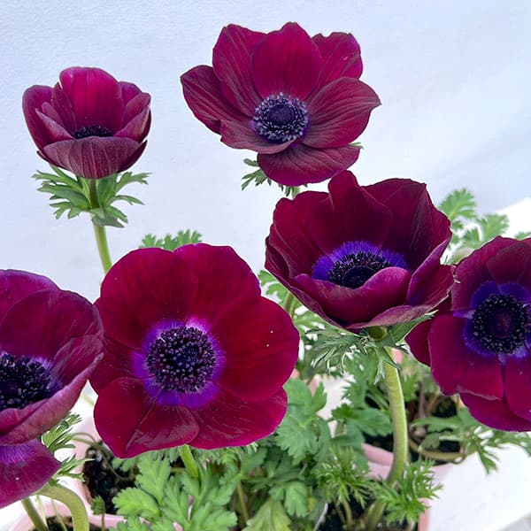 アネモネ：ミストラル　ボルドー3-3.5号ポット