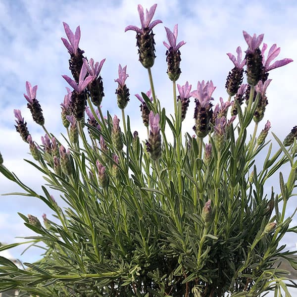 【おまとめ買い】ラベンダーさん専用 園芸ネット本店｜ラベンダー：マドリッドパープル4号鉢植え の通販【公式】