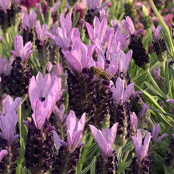 園芸ネット本店｜ラベンダー：マドリッドパープル4号鉢植え の通販【公式】