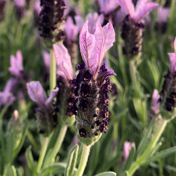 園芸ネット本店｜ラベンダー：マドリッドパープル4号鉢植え の通販【公式】