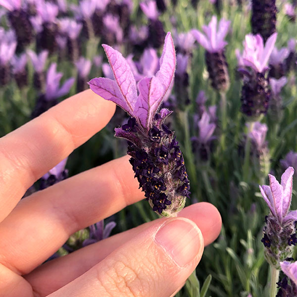 園芸ネット本店｜ラベンダー：マドリッドパープル4号鉢植え の通販【公式】