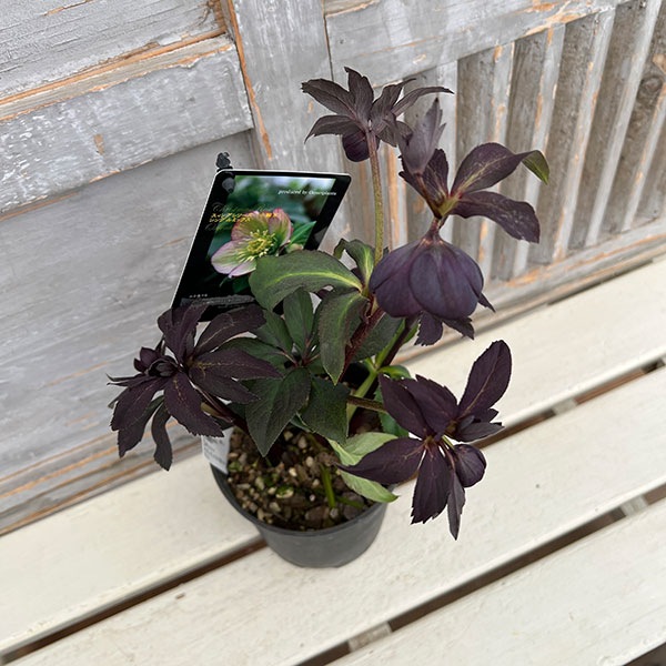 園芸ネット本店｜クリスマスローズ：スウィングシングル24-11写楽／1L