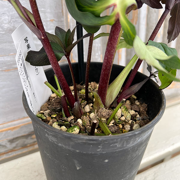 園芸ネット本店｜クリスマスローズ：スウィングシングル24-11写楽／1L