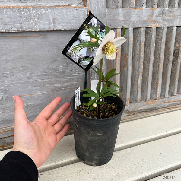 園芸ネット本店｜クリスマスローズ：スウィングシングル24-44静／1L