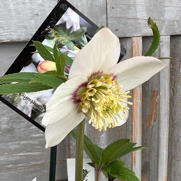 園芸ネット本店｜クリスマスローズ：スウィングシングル24-44静／1L