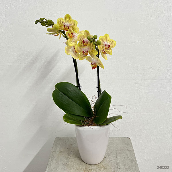 園芸ネット本店｜ミディコチョウラン：ゴールドベイビー2本立ち3号陶器