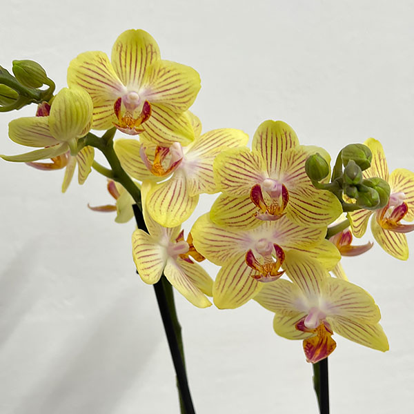 園芸ネット本店｜ミディコチョウラン：ゴールドベイビー2本立ち3号陶器