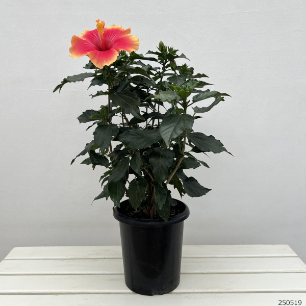 ハイビスカス:ミセスユミ7号鉢植え