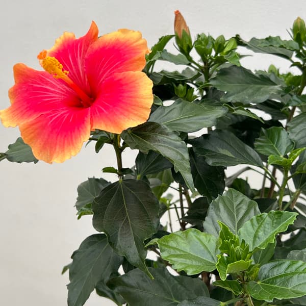 ハイビスカス:ミセスユミ7号鉢植え