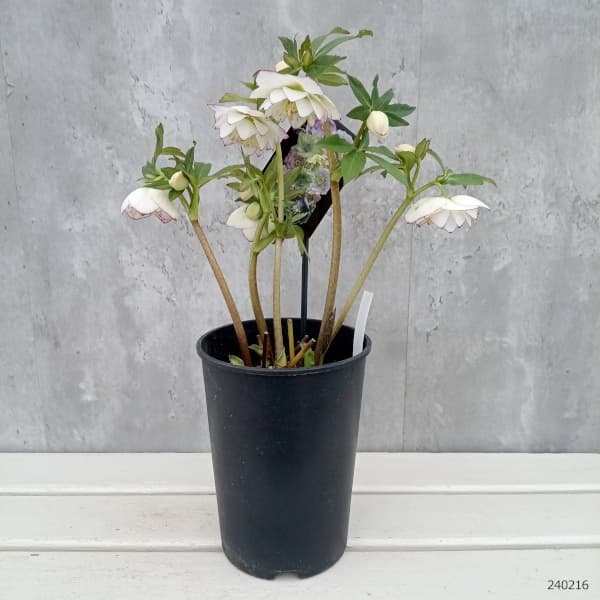 ポット発送【セレクト株】⭐️極上⭐️【ソレイユ】クリスマスローズ