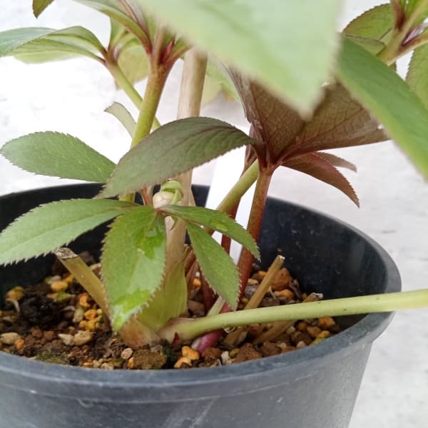 クリスマスローズ開花苗リバーシブルダブル2ポットセット 苗、開花株