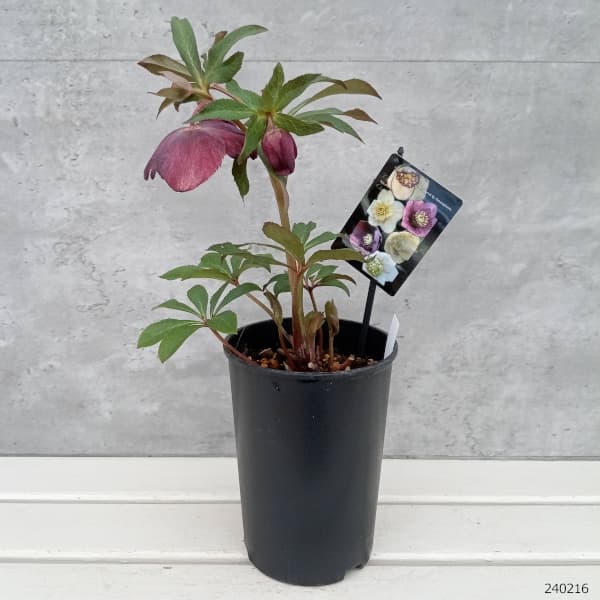 クリスマスローズ....その2 園芸ネット本店｜クリスマスローズ：セレクトセミダブル24-13／2L