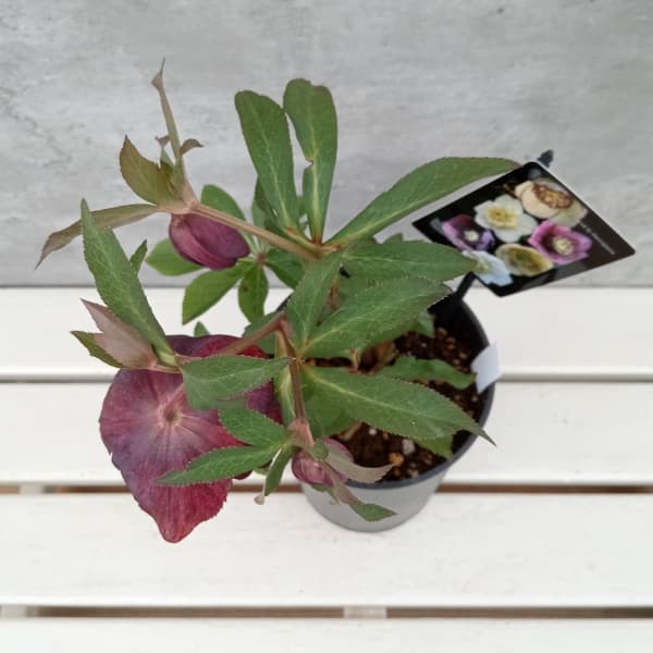 クリスマスローズ....その2 園芸ネット本店｜クリスマスローズ：セレクトセミダブル24-13／2L