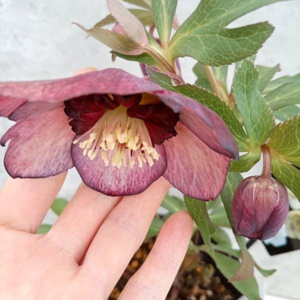 クリスマスローズ....その2 クリスマスローズ 開花苗 013 プルプラグロスダブル : 花郷園 KAGOEN