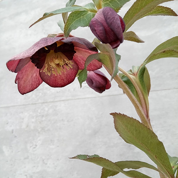 園芸ネット本店｜クリスマスローズ：セレクトセミダブル24-13／2L