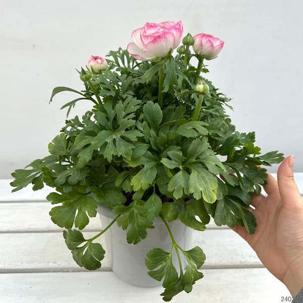 ラナンキュラス:アヤリッチ サロニカの虹6号鉢植え