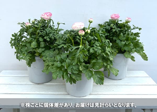 ラナンキュラス:アヤリッチ サロニカの虹6号鉢植え