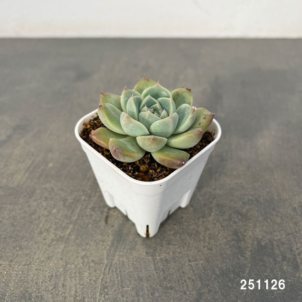 エケベリア:アルバビューティー 2.5号ポット