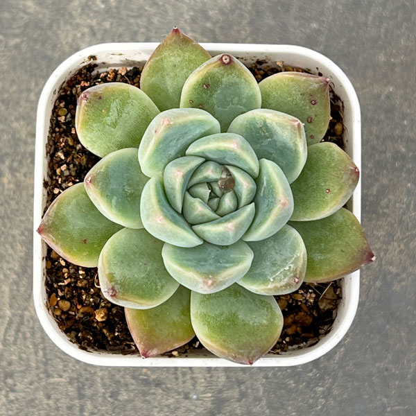 園芸ネット本店｜エケベリア：アルバビューティー 2.5号ポット の通販