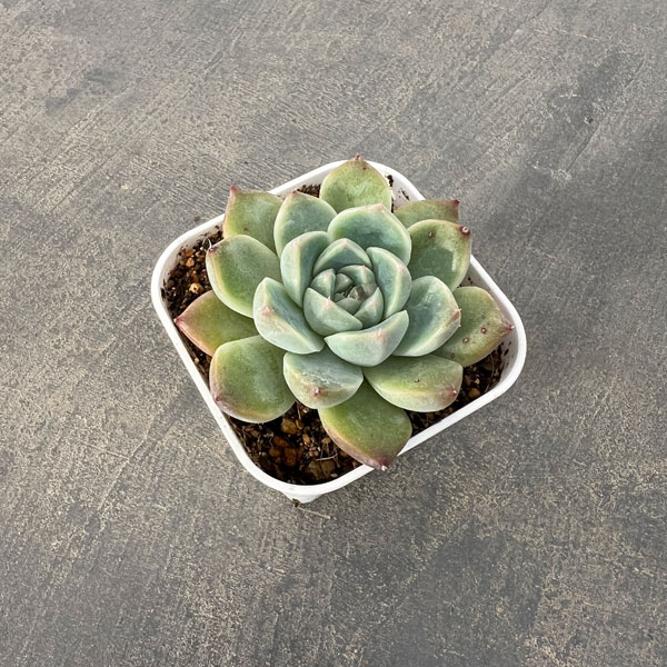 園芸ネット本店｜エケベリア：アルバビューティー 2.5号ポット の通販