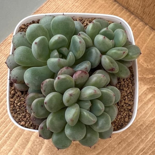 8.【札付き】桃福 ASOBINI 命名株 多肉植物 エケベリア エケベリア