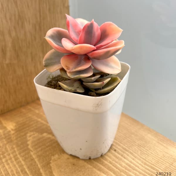 送料無料」[0309]Y-020 Echeveria 「ウエストレインボー (錦