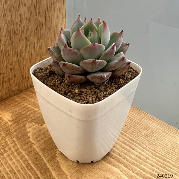 エケベリア：プリズム 2.5号 の通販 | 園芸ネット