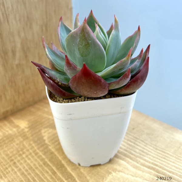 園芸ネット本店｜エケベリア：カシオスレッド 2.5号 の通販【公式】