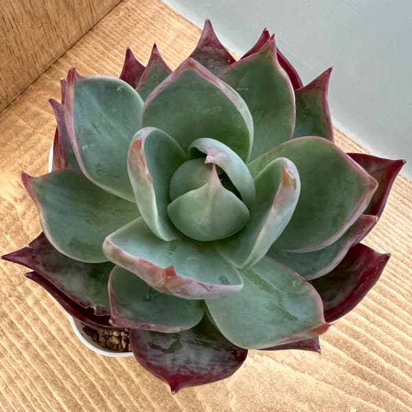 Top選抜株多肉植物 21064 カシオ18個 鉢無し⁄脱土 Top選抜株