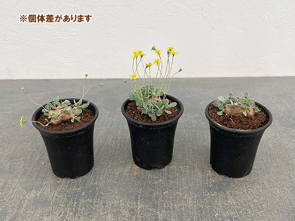 園芸ネット本店｜オトンナ：カカリオイデス 2.5号鉢植え* の通販【公式】