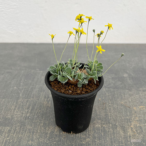 園芸ネット本店｜オトンナ：カカリオイデス 2.5号鉢植え* の通販【公式】