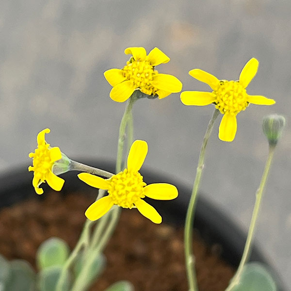 オトンナ：カカリオイデス　2.5号鉢植え*