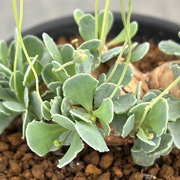 オトンナ：カカリオイデス　2.5号鉢植え*