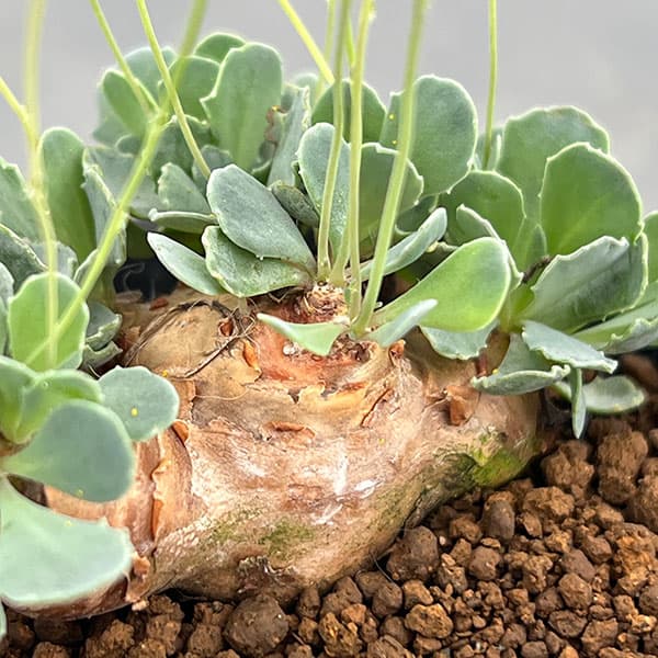 園芸ネット本店｜オトンナ：カカリオイデス 2.5号鉢植え* の通販【公式】