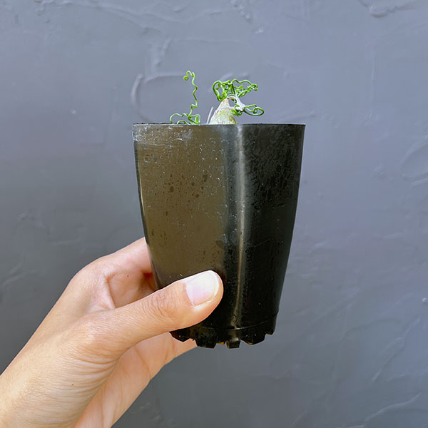 オーニソガラム：トルツオスム（ちぢみ玉）　2.5号鉢植え