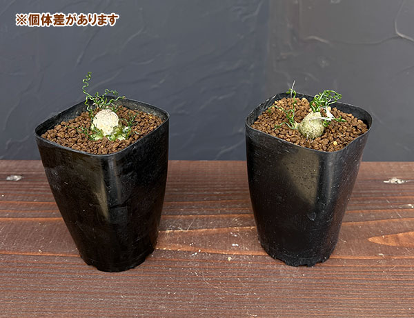 オーニソガラム：トルツオスム（ちぢみ玉）　2.5号鉢植え