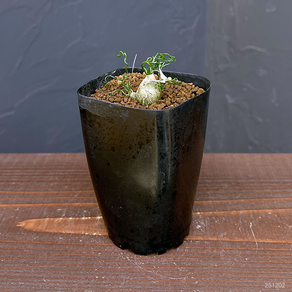 オーニソガラム：トルツオスム（ちぢみ玉）　2.5号鉢植え