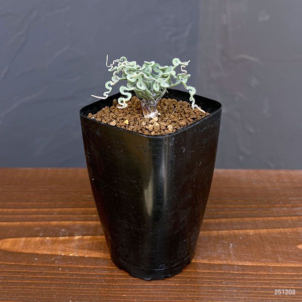 トラキアンドラ： クリップランドWC　2.5号鉢植え