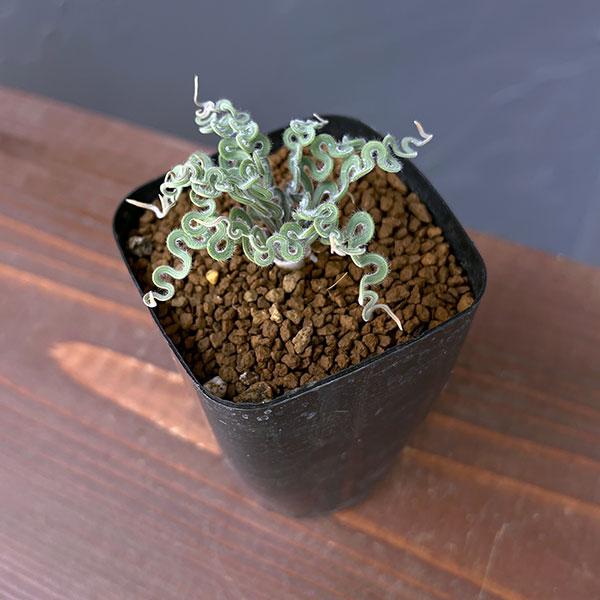 トラキアンドラ： クリップランドWC　2.5号鉢植え